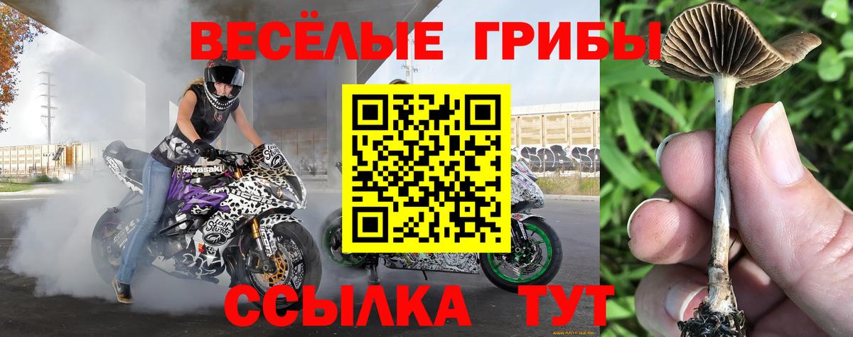 купить   Вход с VPN  Семилуки  Псилоцибиновые грибы Cubensis  Псилоцибиновые грибы Psilocybine cubensis 